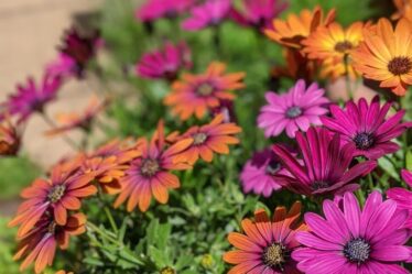 osperium-african-daisy