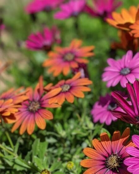 osperium-african-daisy