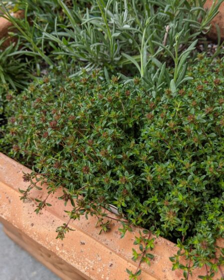 Rosemary Thyme and Lavender Herbs in Terracotta Container