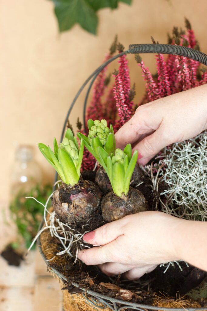 Planting Spring bulbs in autumn winter