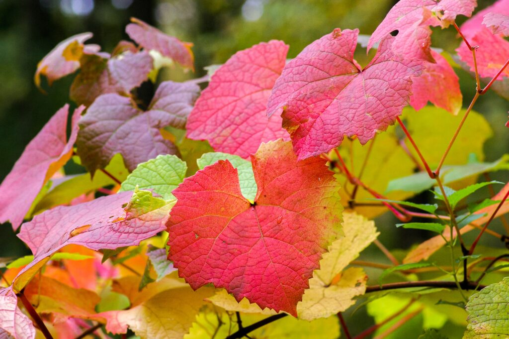 13 pro tips to winter gardening