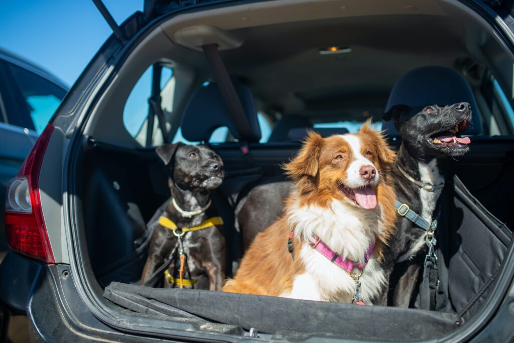 3 tips for keeping your car smelling fresh