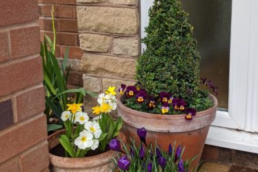 Your February Garden Guide