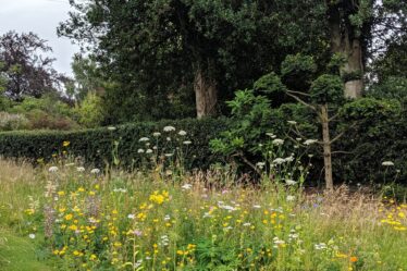 wild flower beds to help attract wildlife to the garden